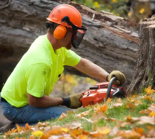 tree services Eastpointe